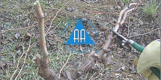 040322 AA DESYERBAR EL JARDIN-e25542a1